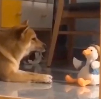 Perro jugando con el pato