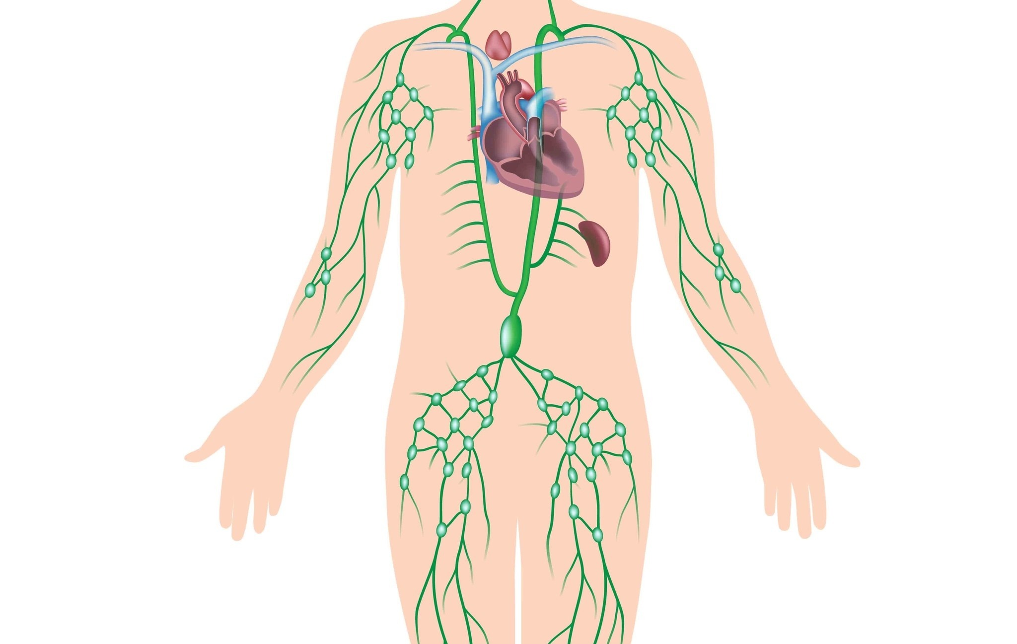 Лимфатическая система на теле человека