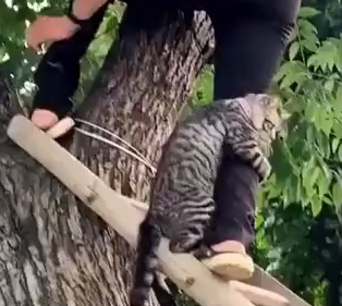 El gato con vértigo