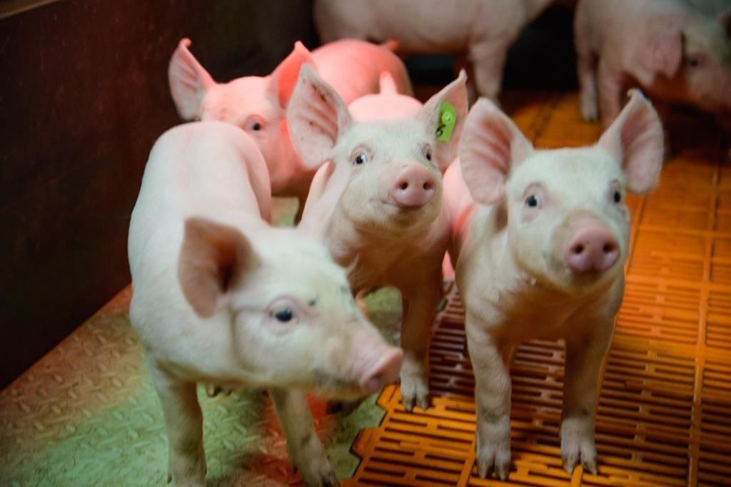 В первом полугодии производство свиней в России возросло на 4%
