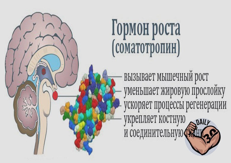 Гормон роста картинки