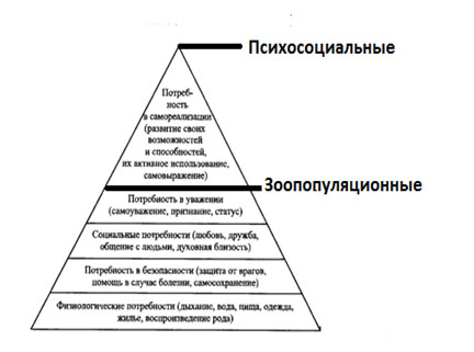 Почему ее относят к социальным потребностям. Структура потребностей. Пирамида потребностей генерального директора. Пирамида потребностей семьи. Пирамида наркобизнеса.