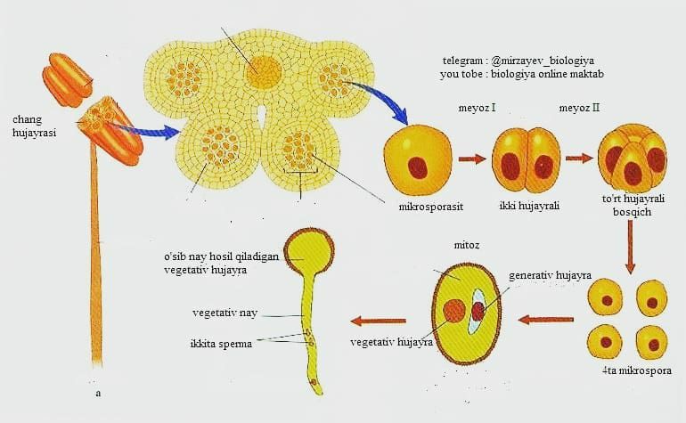 Xotinimning jinsiy aloqasi Uxlayotgan ayollardagi sperma