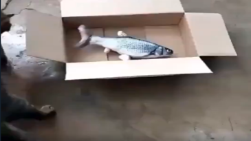 Un gato, un pescado y una caja