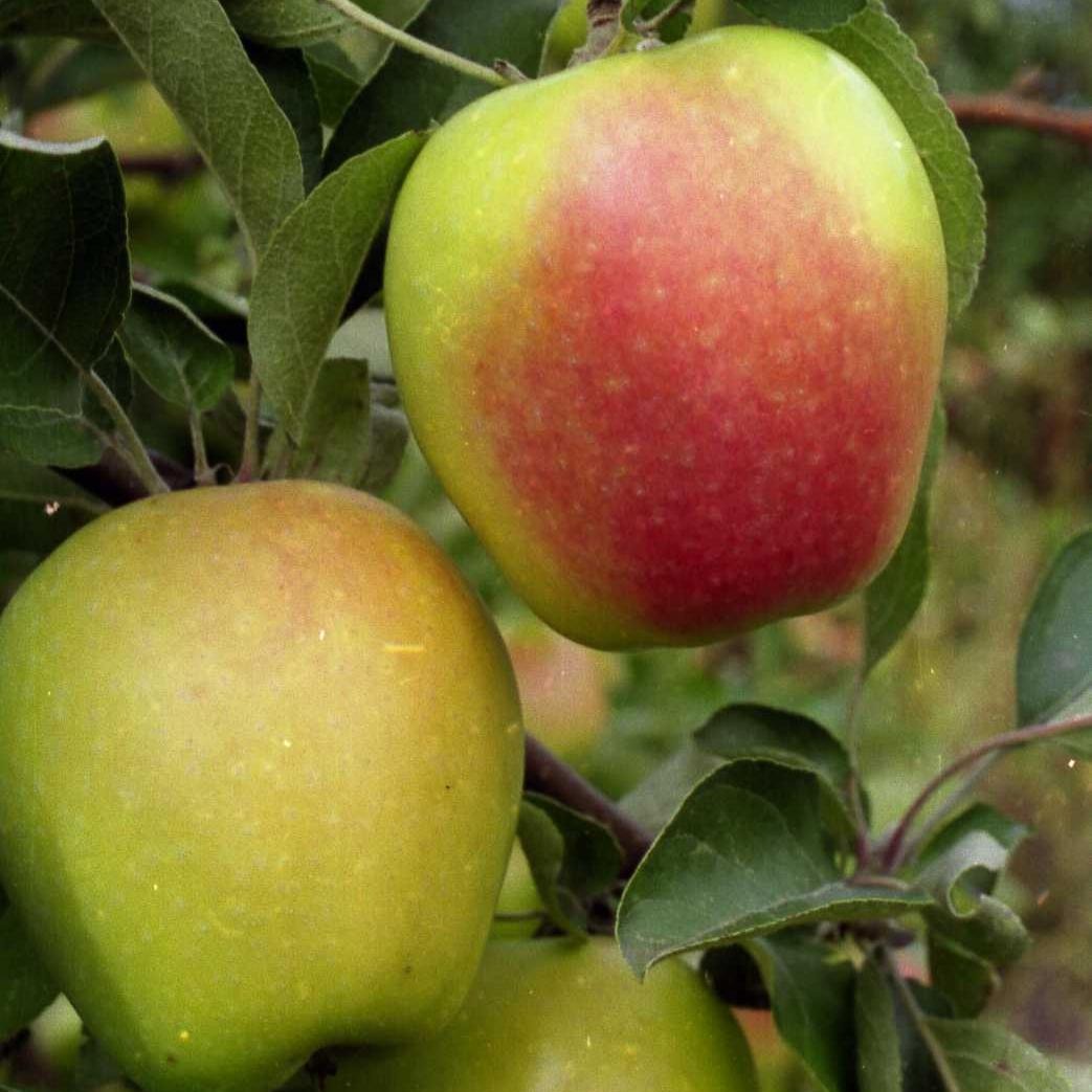 Хорошие сорта яблонь для средней полосы россии с фото