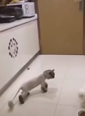 El gato que se asusta al ver a otro