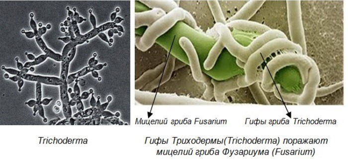 Обнаружены споры и мицелий. Грибы рода триходерма. Триходерма строение гриба. Триходерма viride. Триходерма в мицелии грибов.