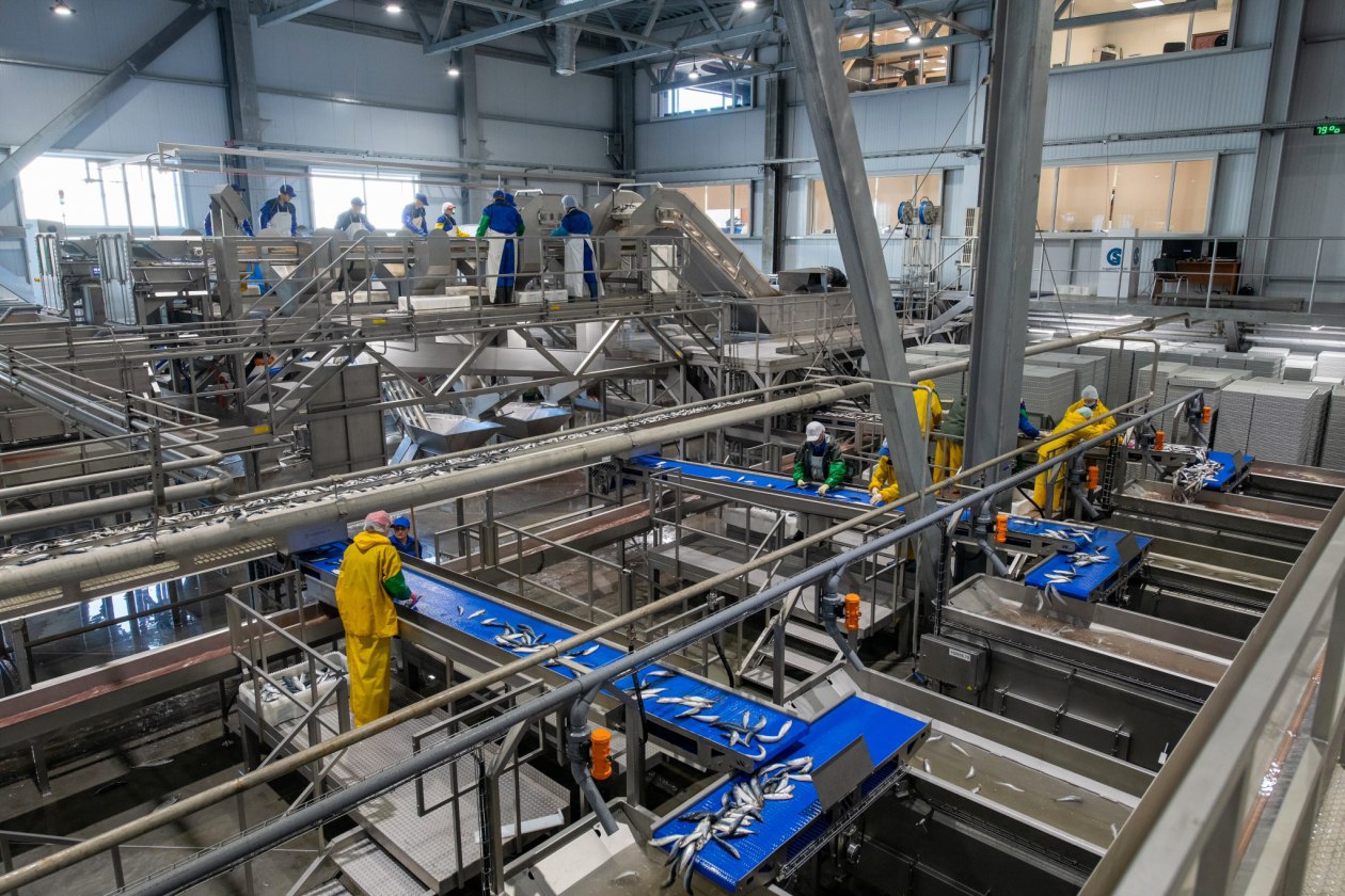 На острове Шикотан открылся крупнейший в России завод по переработке рыбы