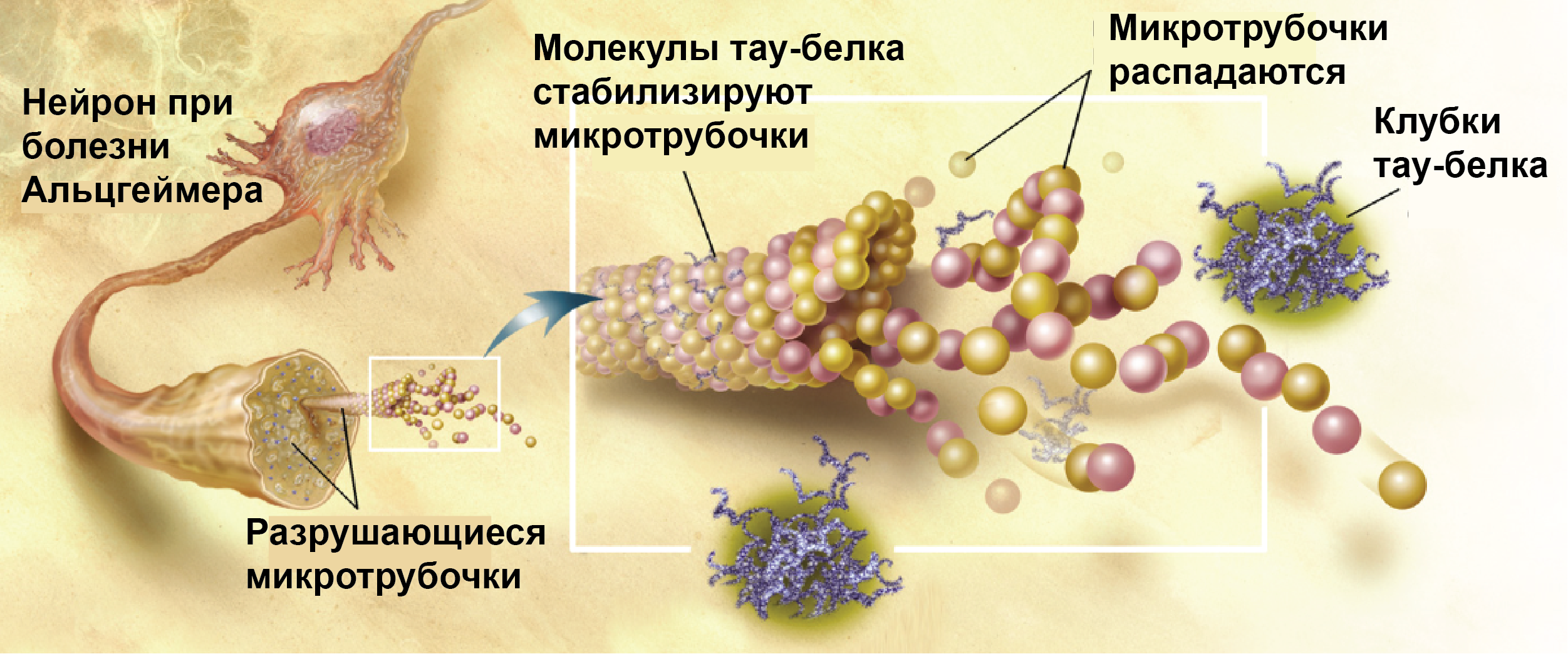 Тау белок