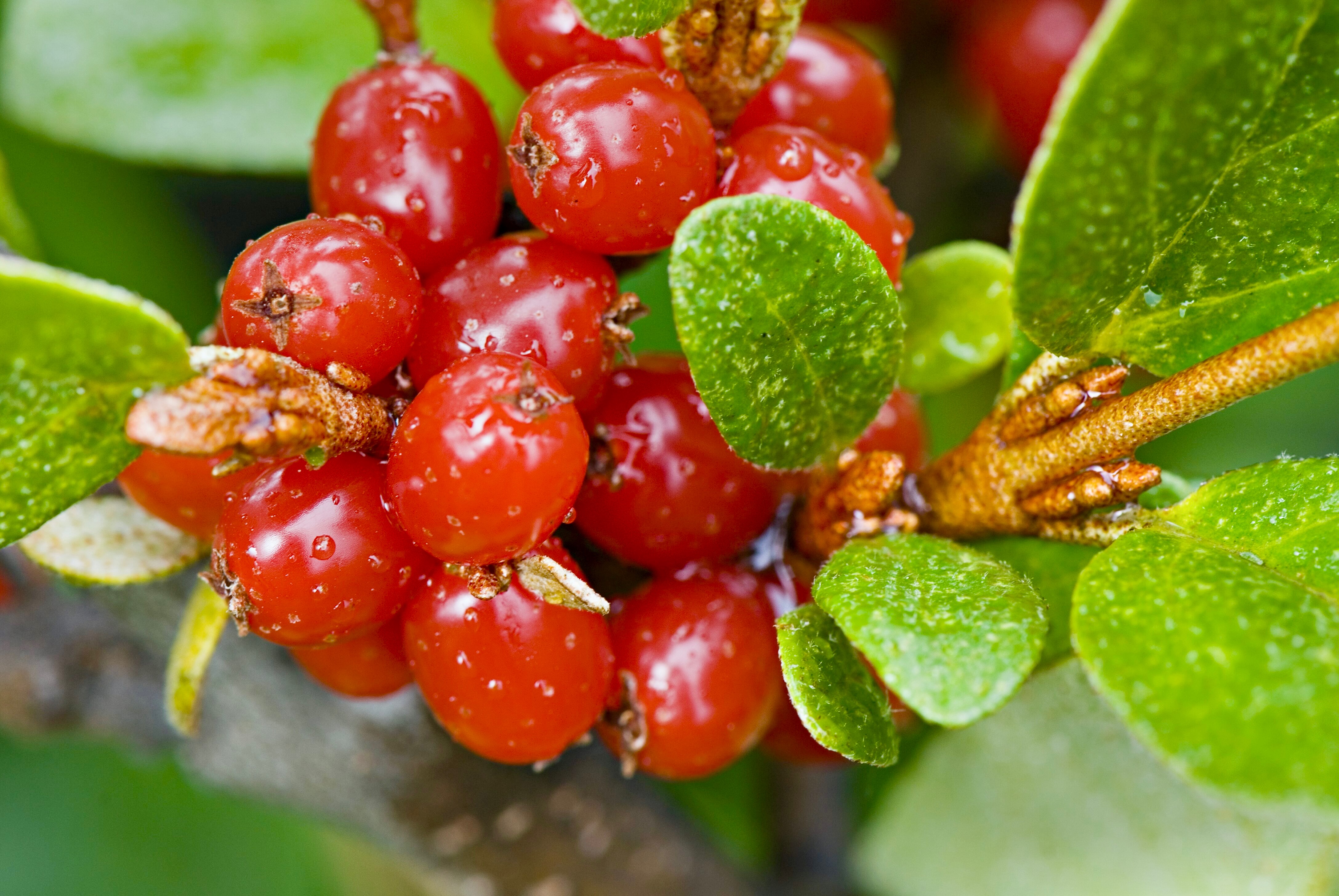 Шефердия серебристая обеспечит ваш дом витаминами и красотой – Telegraph