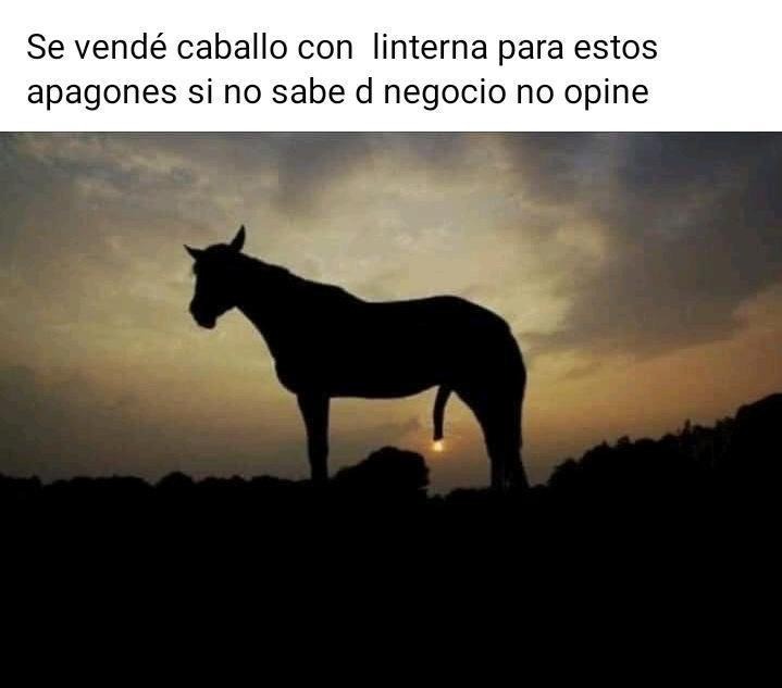 Caballo con linterna por si cabalgas de noche