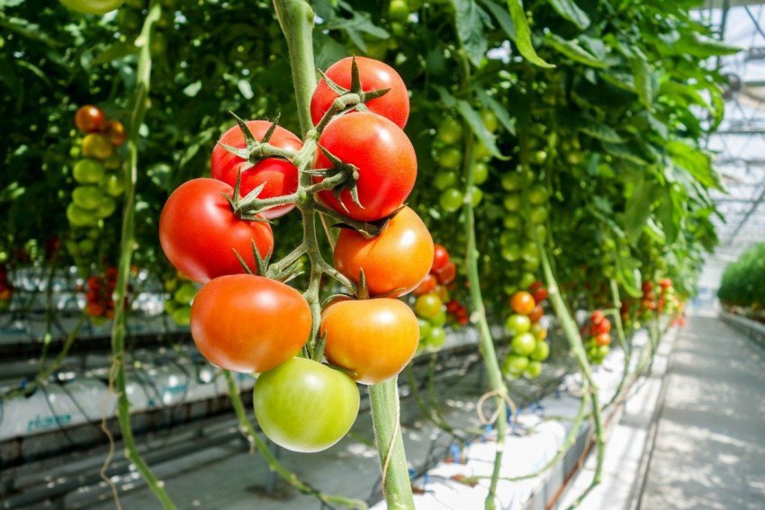 Спрос и цены на тепличный томат продолжают расти