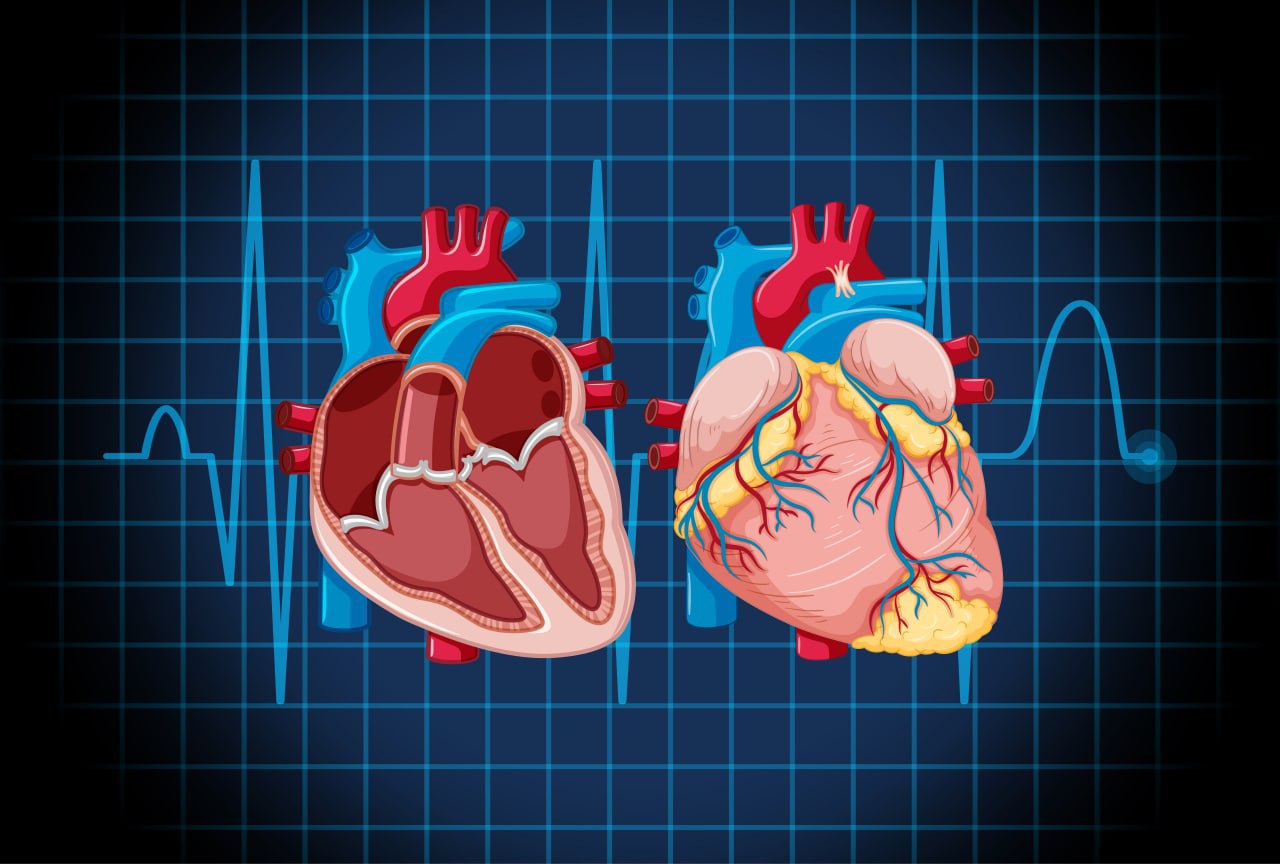 Qué significa cardiovascular