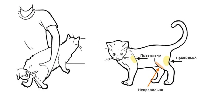 Колоть кошке антибиотик. Укол внутримышечно коту схема. Внутримышечный укол кошке схема. Укол кошке внутримышечно. Укол кошке в холку схема.