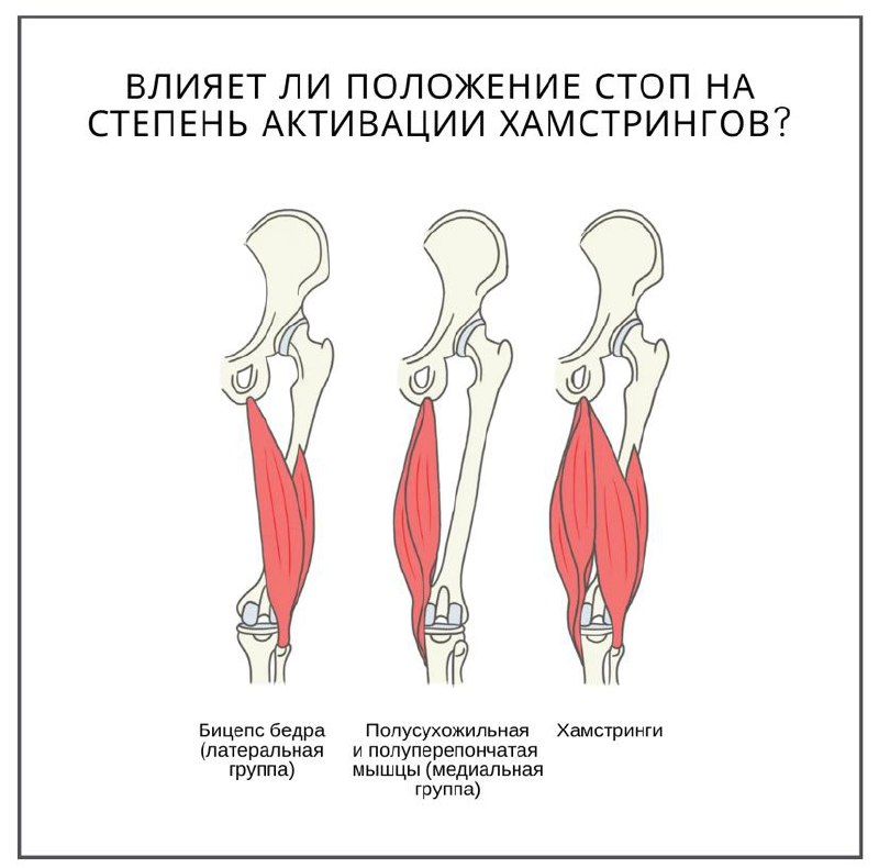 Двуглавая мышца бедра анатомия картинки