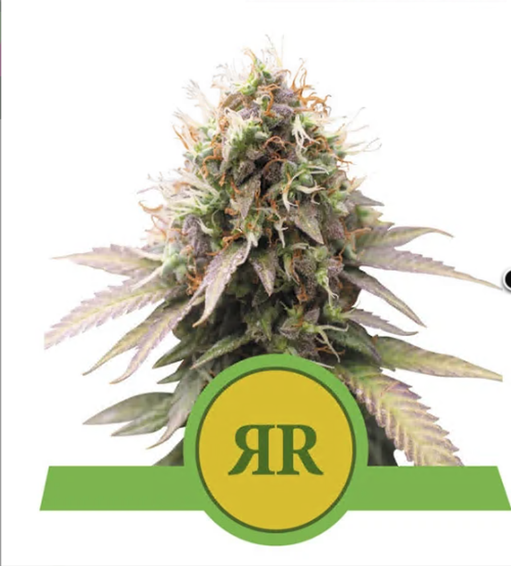 Семена Royal Seeds Купить